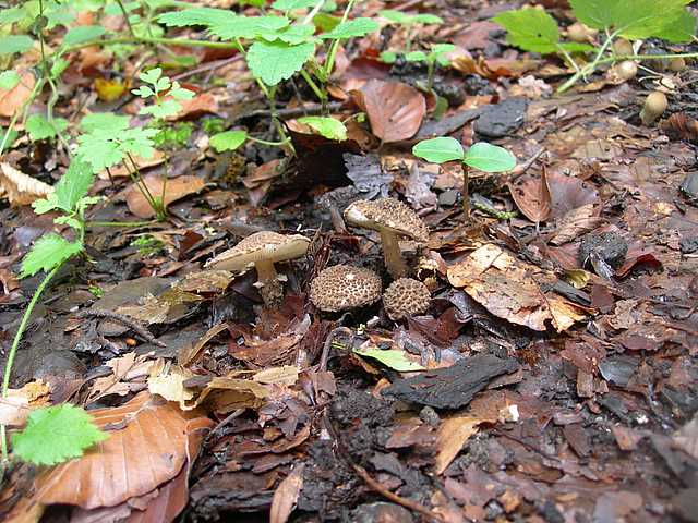 Funghi  e  Habitat